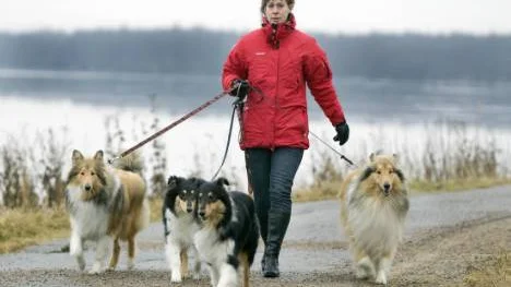 Zaga, Zenna, Zoya och Ztorm på skön promenad på Strandpromenaden.FOTO: Göran Ström