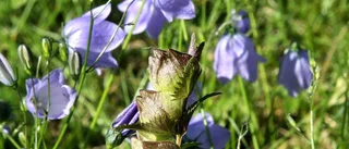 Blomma sex: Ringer in sommaren