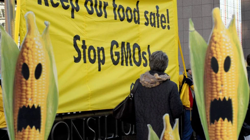 Skräckpropaganda. Många räds GMO-grödor. Men beläggen för att det skulle vara farligt för hälsa eller miljö är mycket tunna.