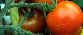 Dags att ta in tomaterna