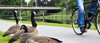 "Kanadagässen är för många"