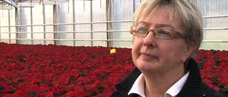 Danska blommor pressar odlare i Östergötland