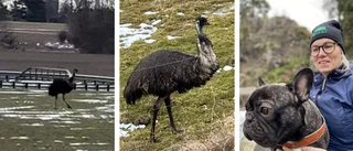 Emu på rymmen förbryllar boende i Ombergstrakten