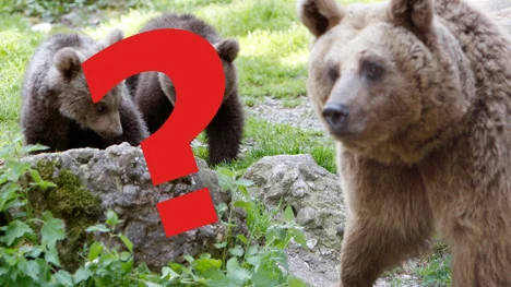 The two Syrian brown bear twins Takis and Arko explore together with mother Maria for the first time since her birth on Jan. 26, 2008  in the zoo enclosure in Goldau, Switzerland on Wednesday, May 14, 2008. (AP Photo/Keystone, Sigi Tischler)