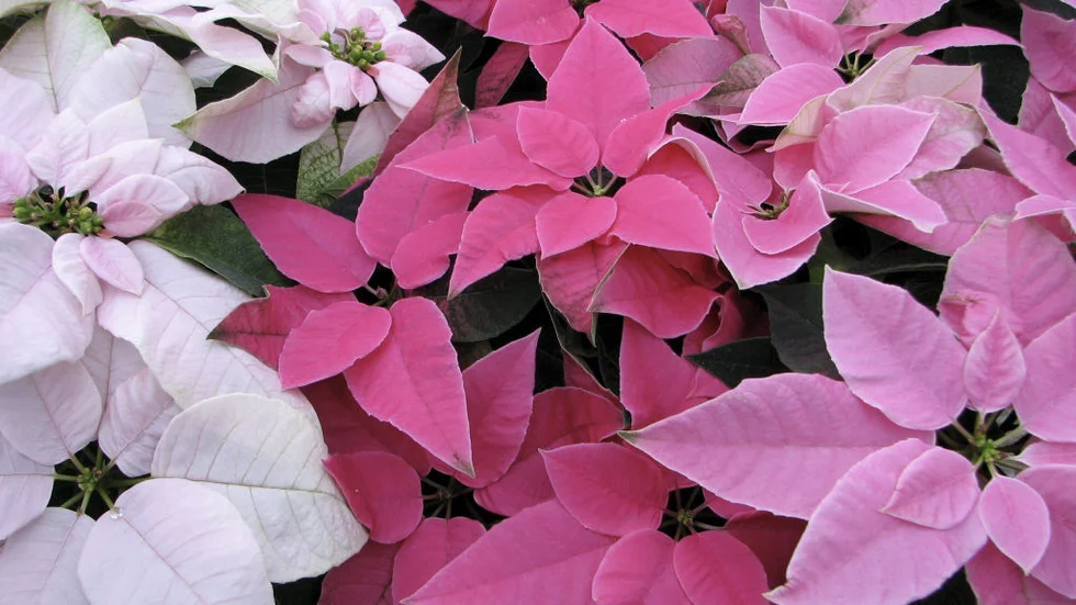 Rosa julstjärnor till jul? Då kan du välja bland de här: Primero glitter, Primero pink glitter eller Primero red tapestry.