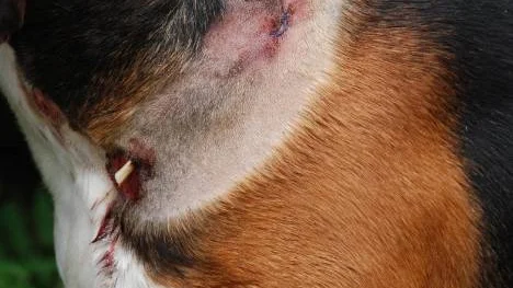 Hunden "Sisu" tillfogades ett flertal sårskador vid pitbullattacken - vilka till synes åtgärdats med stygn och dränage.