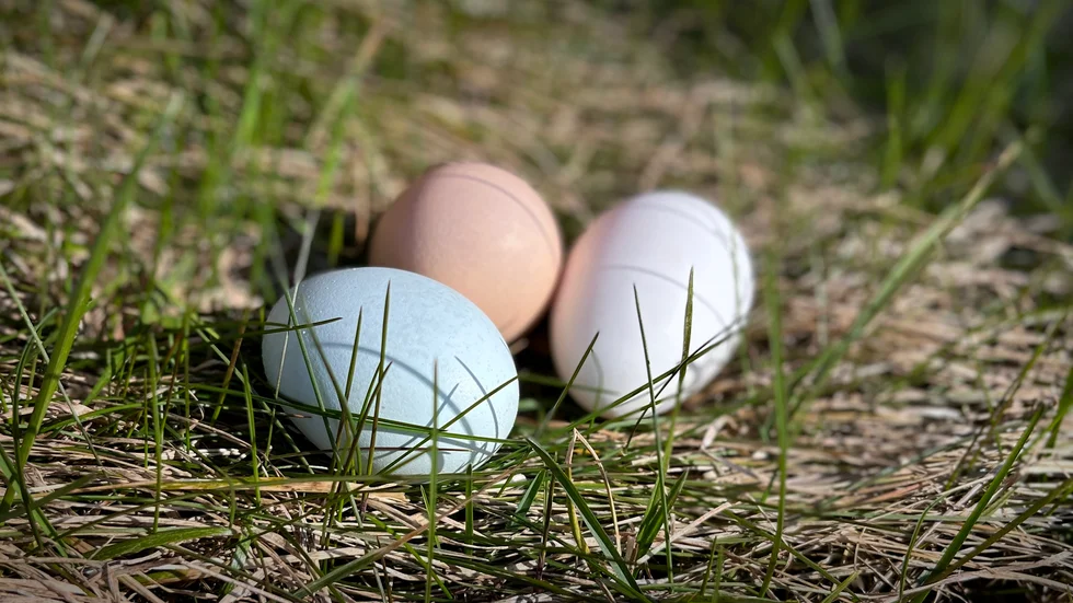 Genrebild på hönsägg.