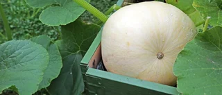 Gröna fingrar ger gula pumpor