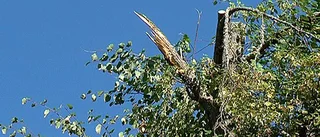 Engelska arborister hamlar Hallstads ängars lindar