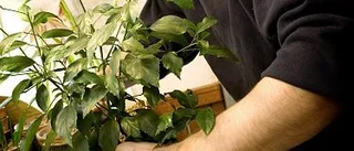 Dags att plantera om dina krukväxter