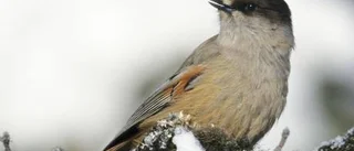 Höga naturvärden skyddas i Vuollerim