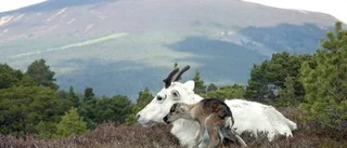 Lappländska renar trivs på skotska höglandet