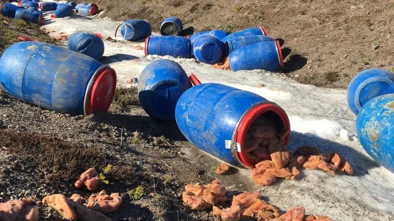 Illaluktande. Torskrommen spred sin doft över vägen.