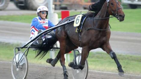 Stjärntravaren Clear Sign har gjort sitt på Bodentravet. I går såldes hästen till Robert Bergh på Bergsåker.Foto: anders hjortenklev