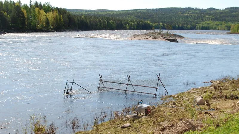 Vid Kattilakoski i Torneälven räknas antalet laxar med hjälp av ekolod. Här passerar i dagsläget mellan 600 och 800 laxar per dag.