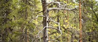 En vilja att bevara skogen