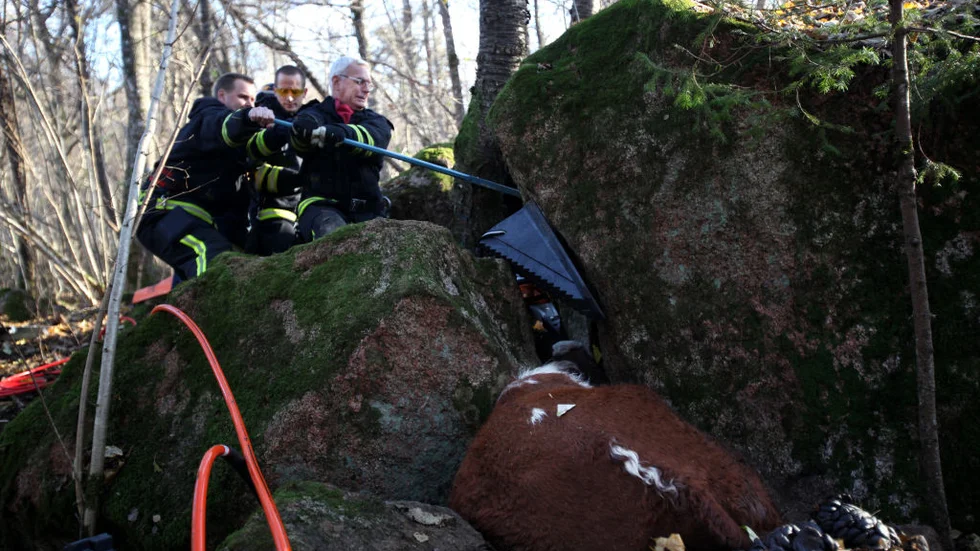 Det krävdes flera personer för att få loss kon. Foto: Pia Molin