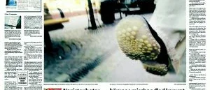 "Vi är inga nazister  
och är inte ute efter bråk"