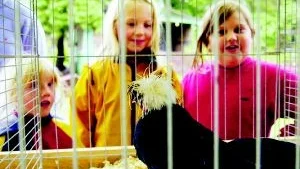 Lotteripris. Beata Wahlstam och storasyster Hedwig samt kompisen Olivia Eriksson tittade på de två Holländska Vithättorna, en höna och tupp som var priser i ett lotteri.
