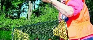 Det nappade bra på kräftfiske i Hjorted