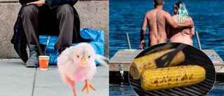 Jämlikt och ungt i politiken i Skellefteå – men nu ska nya politiker väljas • Kolla in senaste listan på partierna: Naturister • Ond kyckling • Minst dåliga partiet