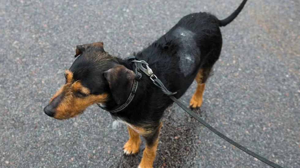 Biten. Rex blev biten av en betydligt större hund och bettet över ryggen fick undersökas hos en veterinär.