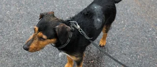 Hundrädd efter attacker