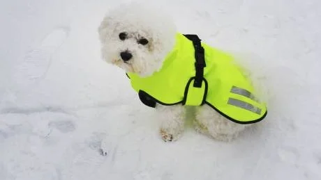 Jackor finns i alla möjliga varianter. Här är bichon frisén Rasmus i en reflexjacka.Foto: Hans Gustavsson