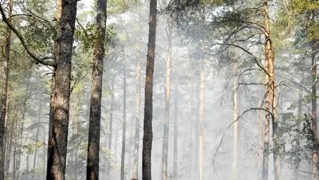 Branden verkar ha börjat mitt ute i skogen, långt från bebyggelse, vägar eller gångstigar. - Det är svårt att hitta en naturlig förklaring, konstaterar Mattias Sköld på räddningstjänsten som inte utesluter att det rör sig om en pyroman eller om allmän vårdslöshet.Foto: Sara Winsnes