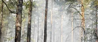 Ingen naturlig förklaring till skogsbrand i Gäddeglo