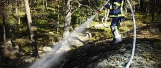 Rufus hjälte vid mindre skogsbrand