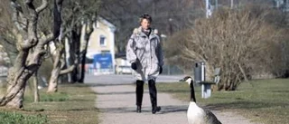 Flyg v-format för våren