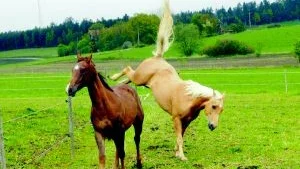 Ystra unghästar. LG Smartest Fudgee och Dustys Ringo Star leker i hagen när de andra hästarna har kurs. Johan och Maria håller just nu på att rida in dem och hoppas kunna tävla med dem i framtiden. Foto: Ann-Marie Eigert
