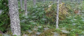 Läsarbilden: Trolskt i skogen i Jävrebodarna