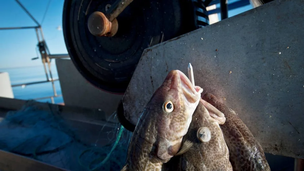 Fiskekvoter på långsiktigt hållbara nivåer behövs för att både skydda fiskebestånden och säkerställa ett långsiktigt lönsamt yrkesfiske, skriver debattörerna
