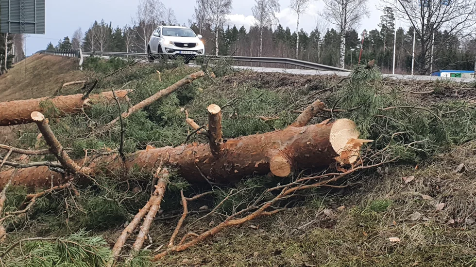 Här nära Metropol strax utanför Hultsfred har Trafikverkets personal varit ute och röjt bort en tall som fallit över riksväg 23/34 på söndagsförmiddagen.