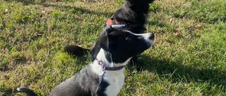Hund blev biten av en annan hund – fick avlivas till följd av skadorna