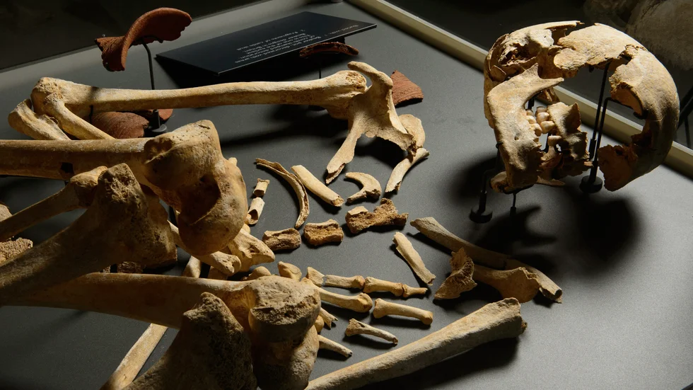 Ett skelett från bronsålderns England. Dna från sådana fynd har avslöjat att en invasion för 3|000 år sedan från det som i dag är Frankrike medförde att de ursprungliga invånarna trängdes undan.