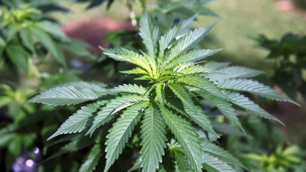 Mamman och sonen döms för att tillsammans odlat cannabis hemma.