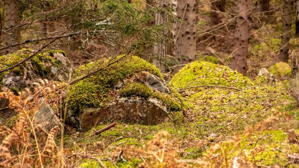


Vad döljer skogarna utanför Igelfors? Sökandet efter bland annat silver och zink har påbörjats.



