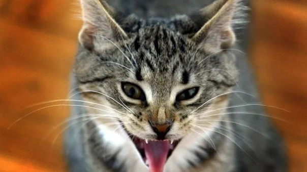 Ett grannbråk om en argsint katt slutade i en misstänkt misshandel.