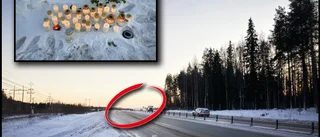 Dödsolyckan: Unga kvinnan gick ut på vägbanan • "Det kommer hållas förhör"