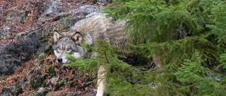 Kvinnor mer utsatta vid djurangrepp