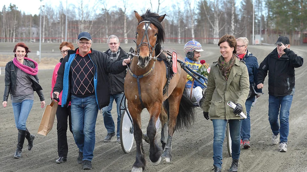 Solakongen, körd av Christian Månsson, togs emot av sina ägare efter V4-triumfen på Skelleftetravet idag. Foto: Jeanette Lövgren.