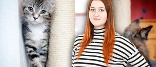 Maria Wallin: Till kattantens försvar – därför är kattmänniskor bäst