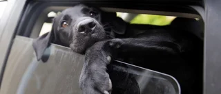 Köpte sex och glömde hunden