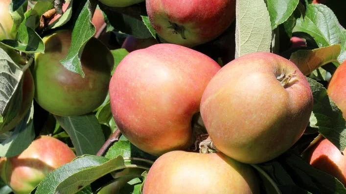 Maken till antalet äpplen som under denna sommar har inte krönikören sett tidigare.
