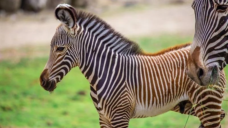 Zebrafölet Lesotho.