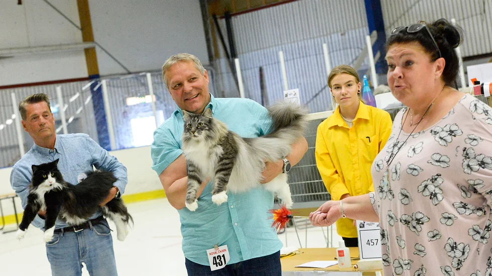 Sven-Arne Jansson visade sin Norska skogkatt Milda Matildes Barba Blixt och Björn-Inge Ingvaldsson  visade Norska skogkatten Spno Haapet´s Ivar för domaren Annika Berner i söndags.