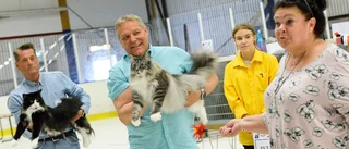 Hundratals katter visades upp